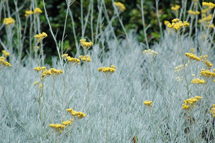 HELICHRYSUM ITALICUM SILVER BALL