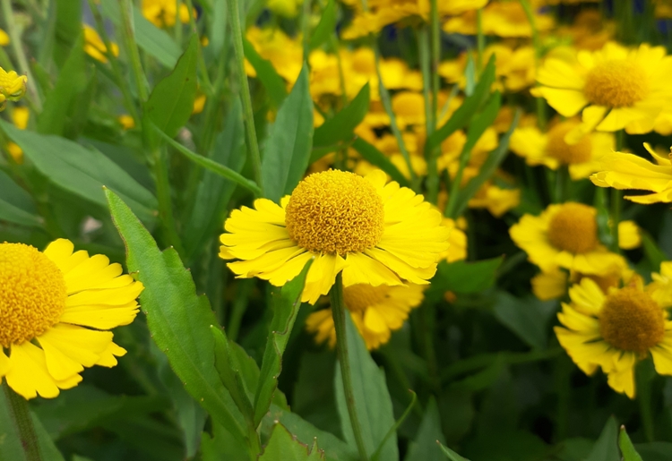 HELENIUM SOMBRERO