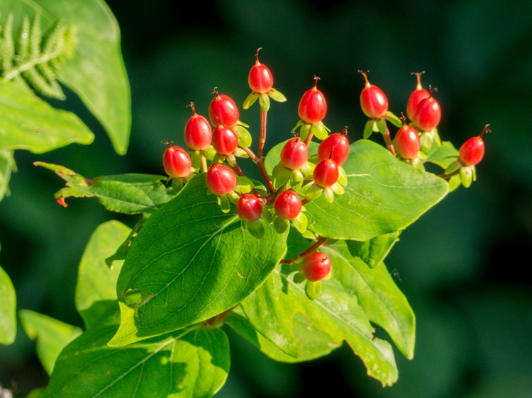 HYPERICUM X INODORUM MIRACLE ATTRACTION