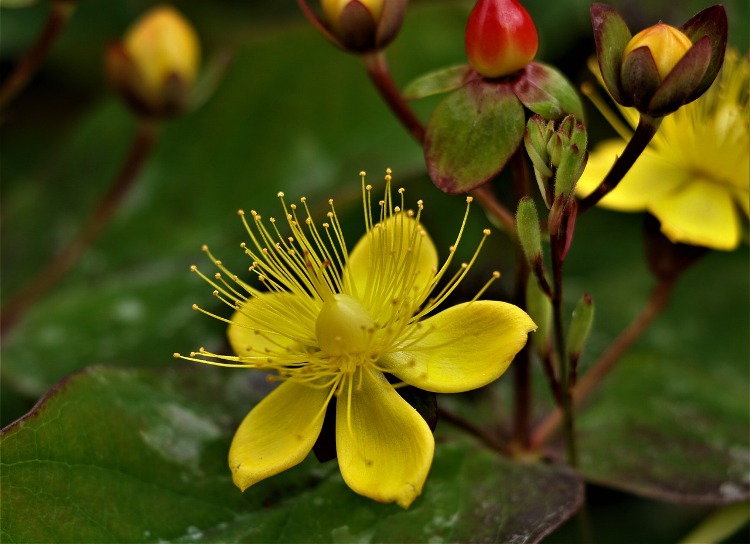 HYPERICUM X INODORUM MIRACLE ATTRACTION