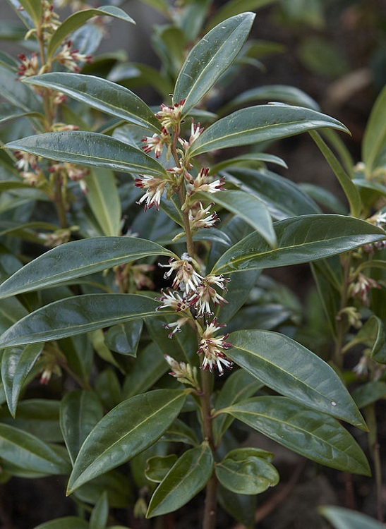 SARCOCOCCA ORIENTALIS