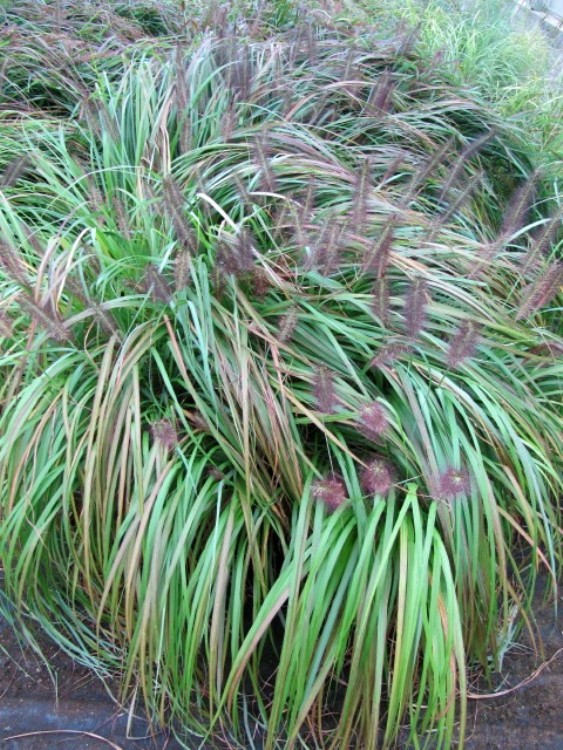 PENNISETUM ALOPECUROIDES VIRIDESCENS