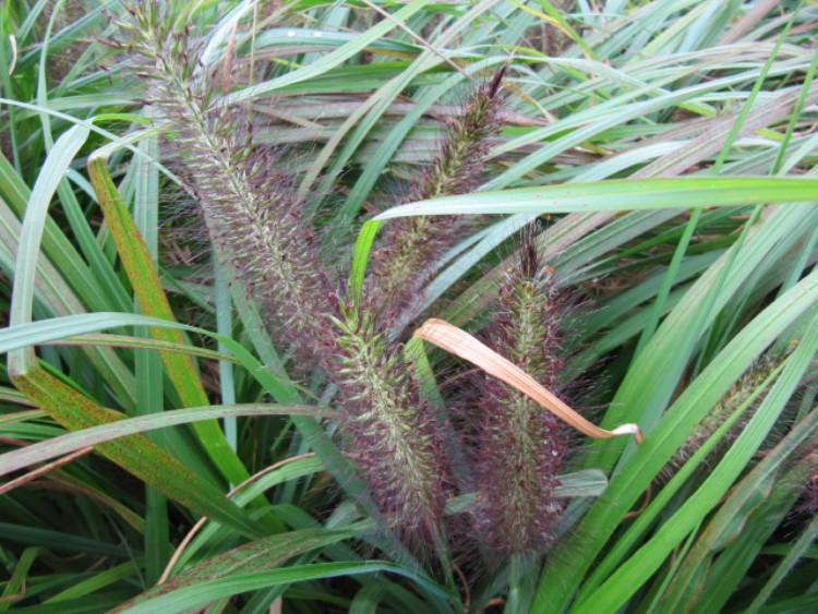 PENNISETUM ALOPECUROIDES VIRIDESCENS