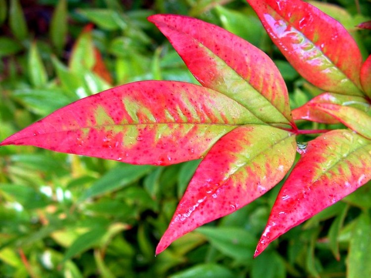 NANDINA DOMESTICA MOON BAY