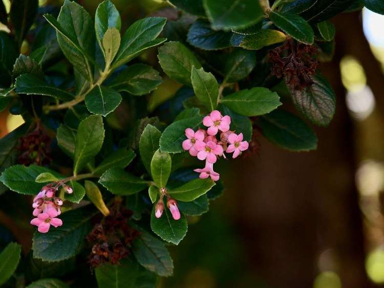 ESCALLONIA MACRANTHA ROSA