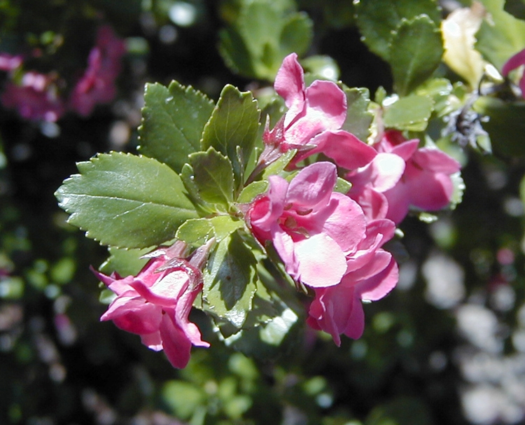 ESCALLONIA MACRANTHA ROSA