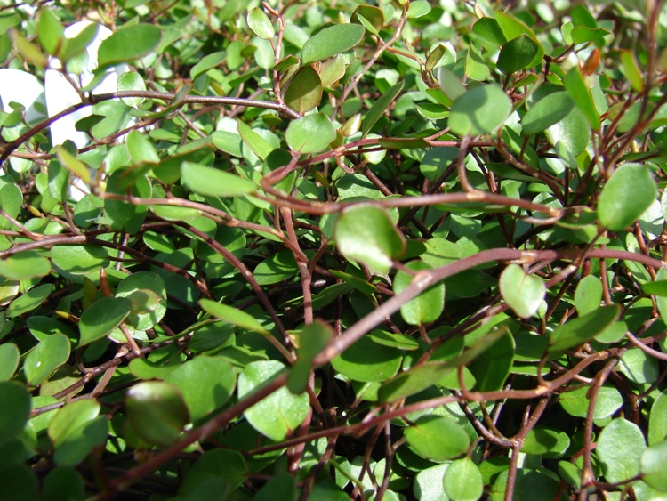 MUEHLENBECKIA COMPLEXA MINERO