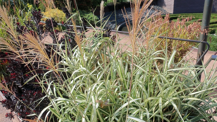 MISCANTHUS SINENSIS VAR. COND. CABARET