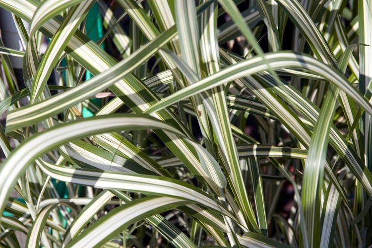 MISCANTHUS SINENSIS VAR. COND. CABARET