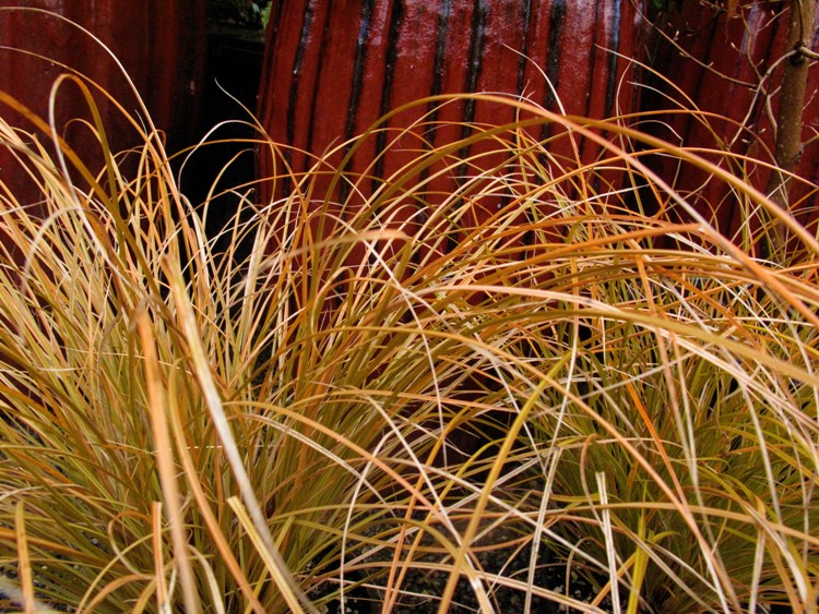 CAREX TESTACEA PRAIRE FIRE