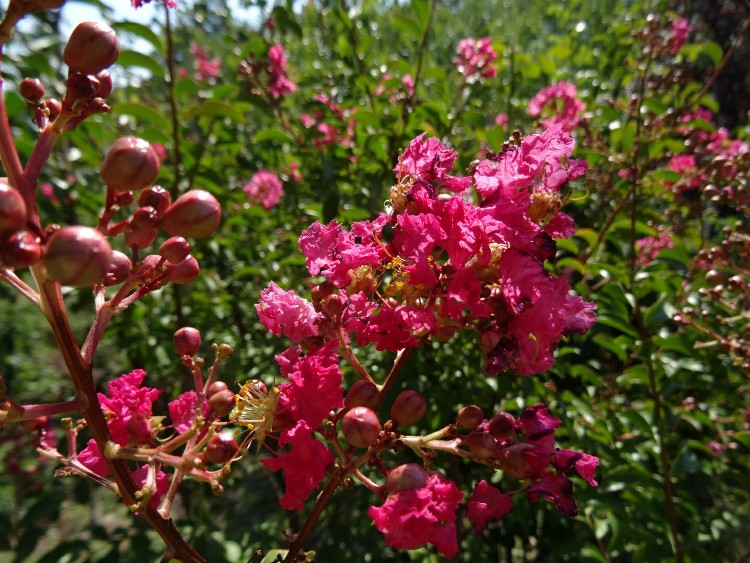 LAGERSTROEMIA INDICA HOUSTON
