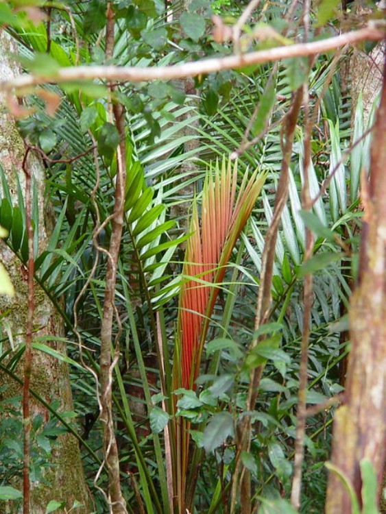 CHAMBEYRONIA MACROCARPA - PALMA ROSSA