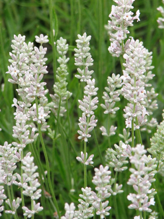 LAVANDULA ANGUSTIFOLIA HIDCOTE WHITE