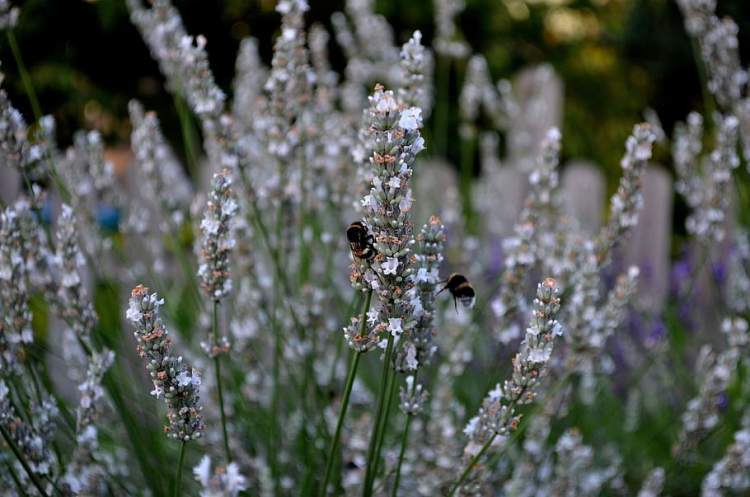 LAVANDULA ANGUSTIFOLIA HIDCOTE WHITE