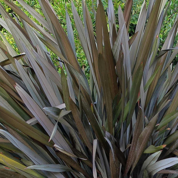 PHORMIUM COOKIANUM PURPUREUM