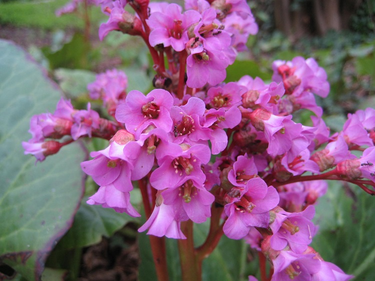 BERGENIA CORDIFOLIA