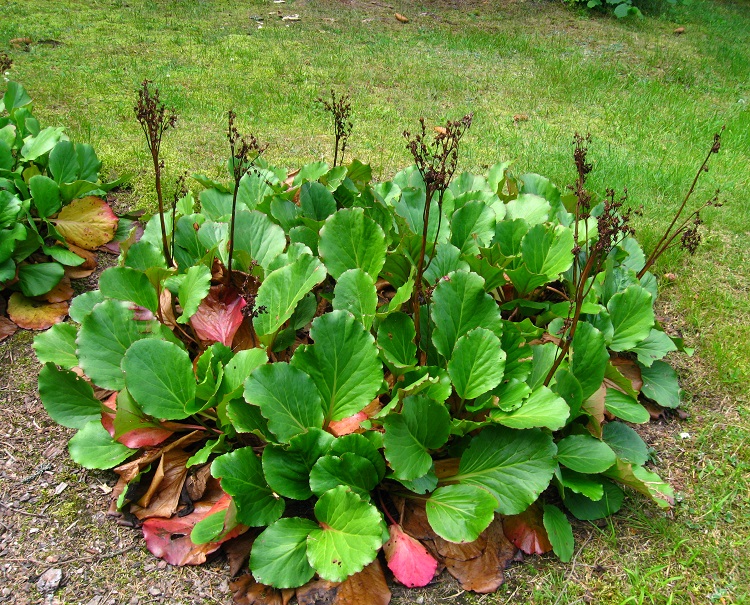 BERGENIA CORDIFOLIA