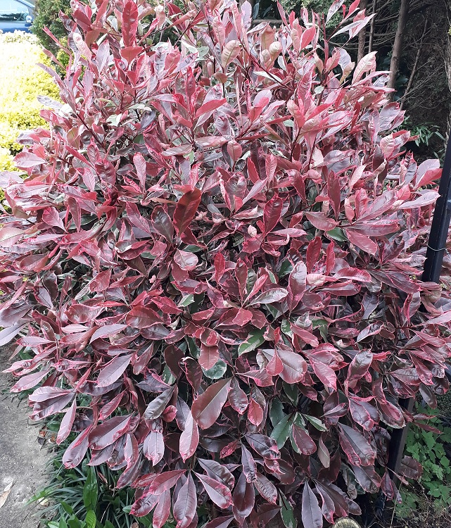 PHOTINIA X FRASERI PINK MARBLE