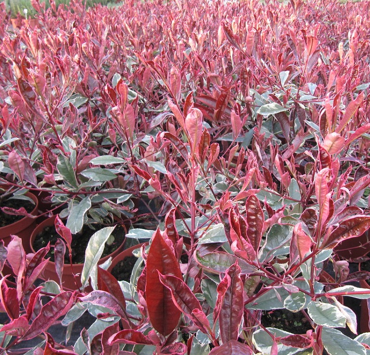 PHOTINIA X FRASERI PINK MARBLE