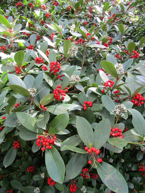 SKIMMIA JAPONICA CHRISTINA