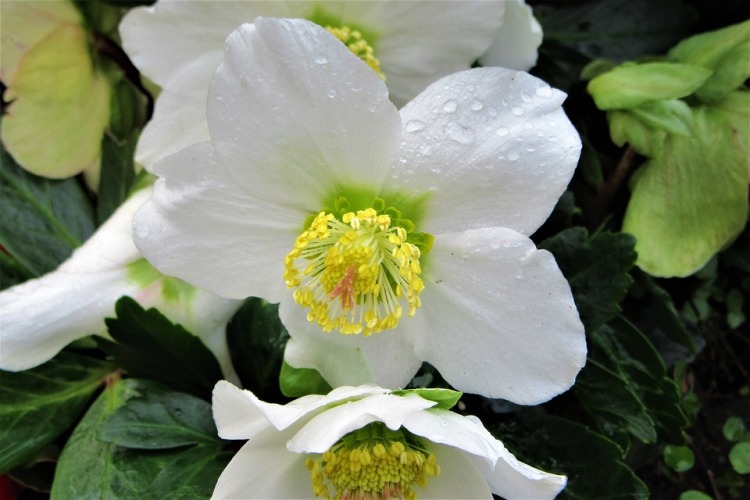 HELLEBORUS NIGER WINTERSUN