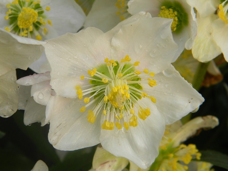 HELLEBORUS X NIGER HGC JOEL