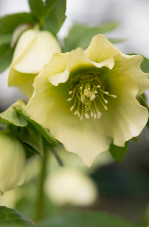 HELLEBORUS X NIGER HGC JOEL