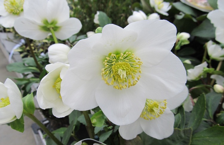 HELLEBORUS X ERICSMIT. HGC SHOOTING STAR