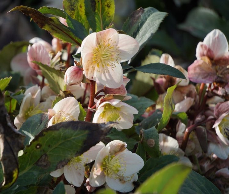 HELLEBORUS X ERICSMIT. HGC SHOOTING STAR