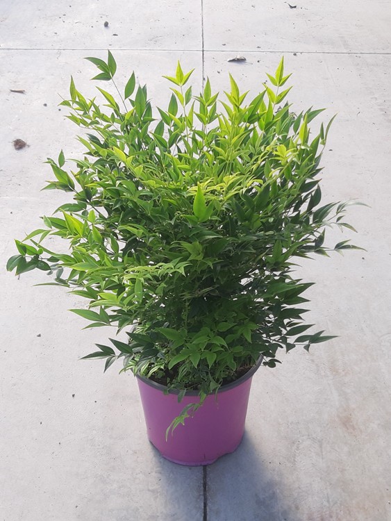 NANDINA DOMESTICA LEMON LIME