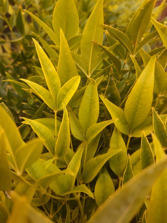 NANDINA DOMESTICA LEMON LIME