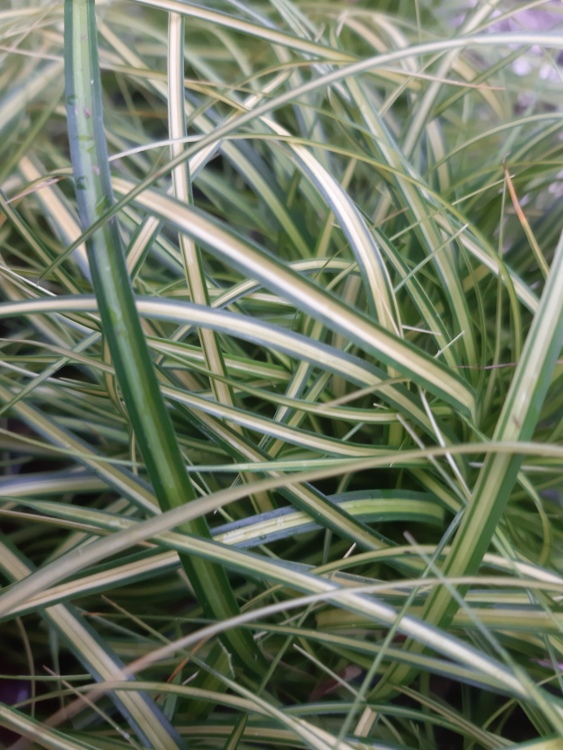 CAREX OSHIMENSIS EVERSHEEN
