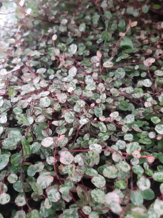 MUEHLENBECKIA COMPLEXA TRICOLOR