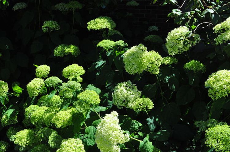 HYDRANGEA ARBORESCENS LIME RIKEY