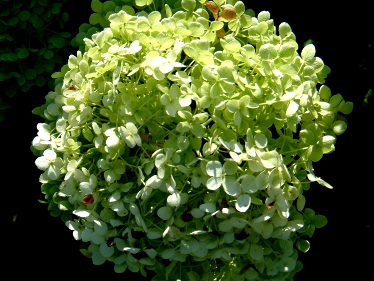 HYDRANGEA ARBORESCENS LIME RIKEY