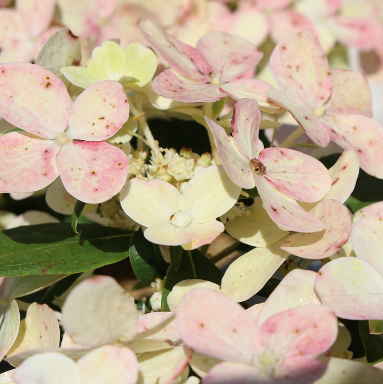 HYDRANGEA PANICULATA POLESTAR