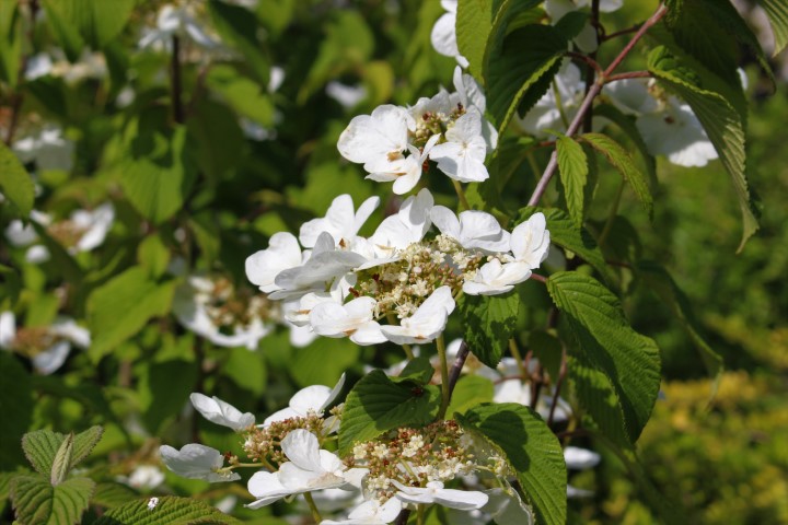 VIBURNUM PLICATUM KILIMANDJARO