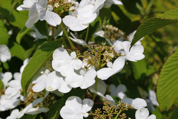 VIBURNUM PLICATUM KILIMANDJARO