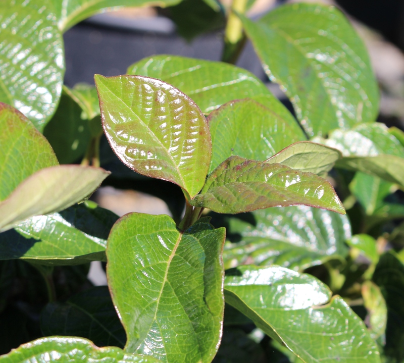 VIBURNUM PLICATUM SHINY DANCER