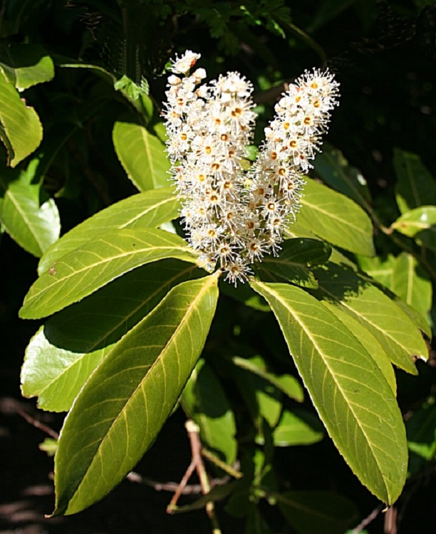 PRUNUS LAUROCERASUS GENOLIA
