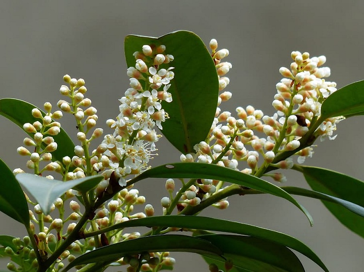 PRUNUS LAUROCERASUS GENOLIA