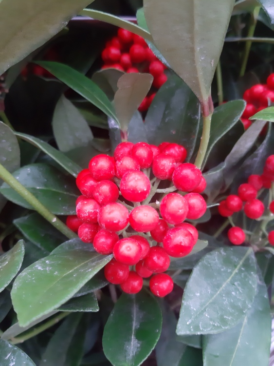 SKIMMIA JAPONICA TEMPTATION