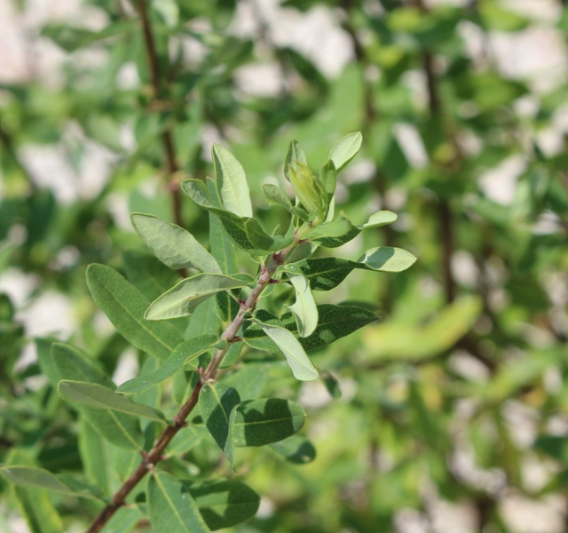 LONICERA RUPICOLA SYRINGANTHA