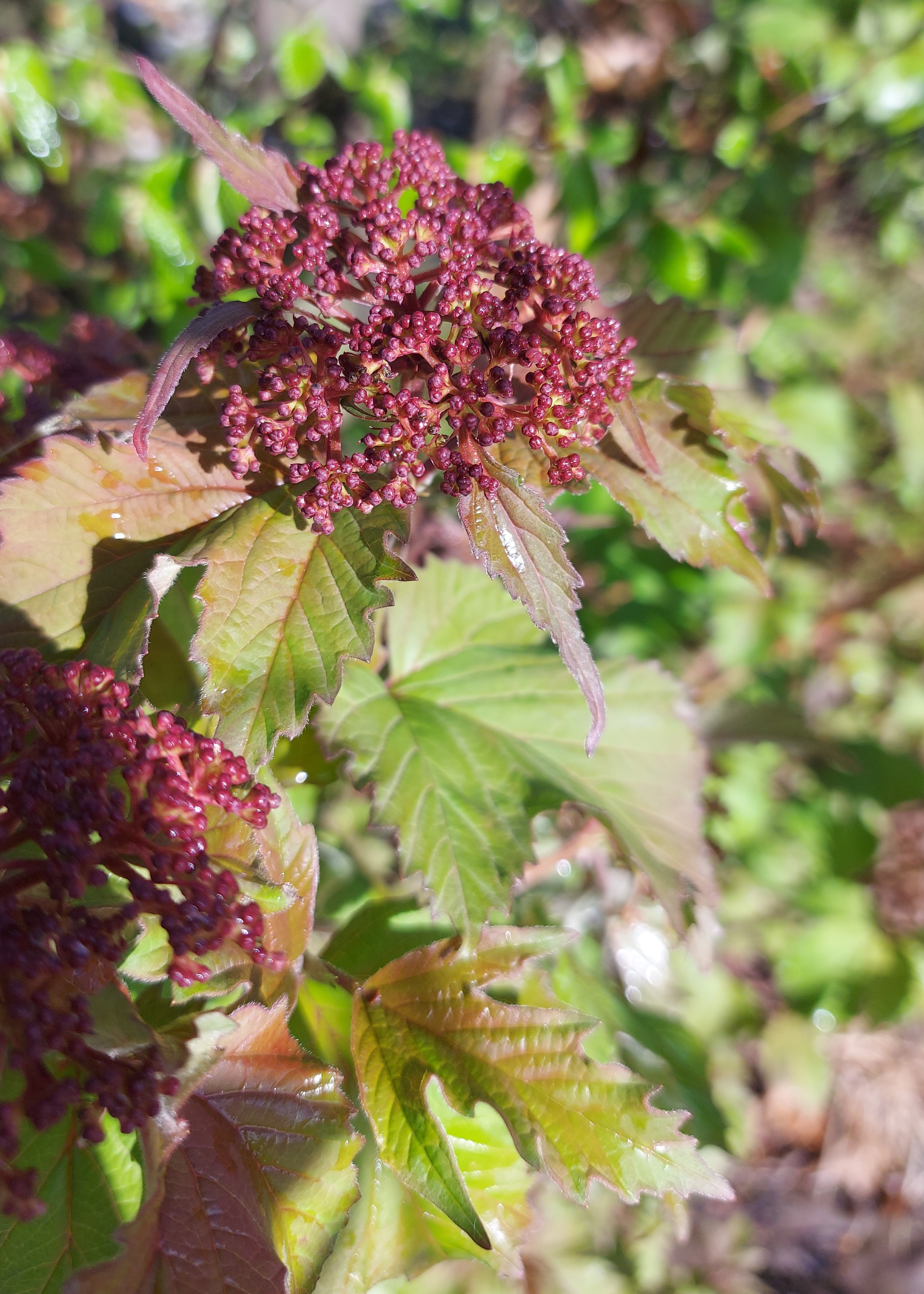 VIBURNUM SARGENTII ONONDAGA