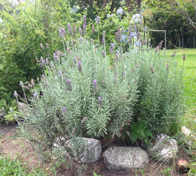 LAVANDULA ANGUSTIFOLIA GROSSO