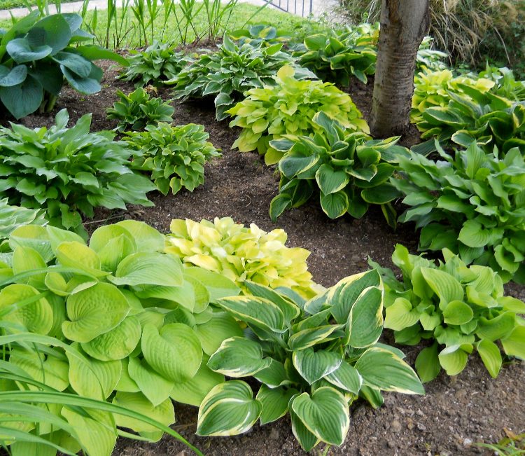HOSTA IN VARIETA'