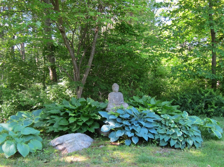 HOSTA IN VARIETA'