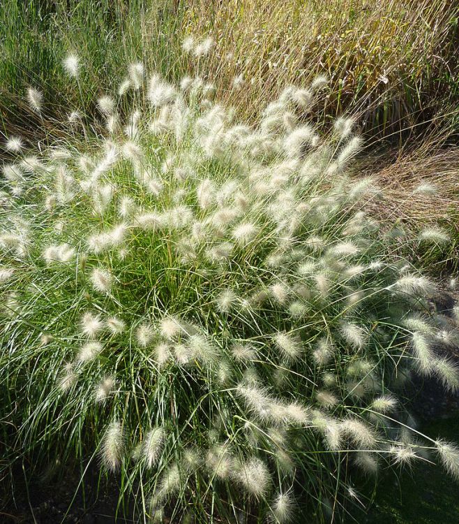 PENNISETUM VILLOSUM