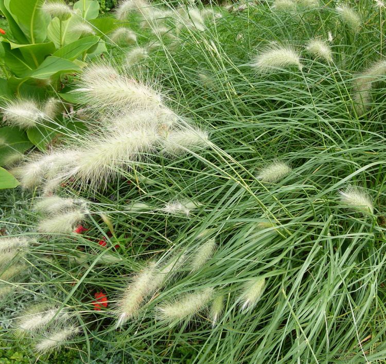 PENNISETUM VILLOSUM