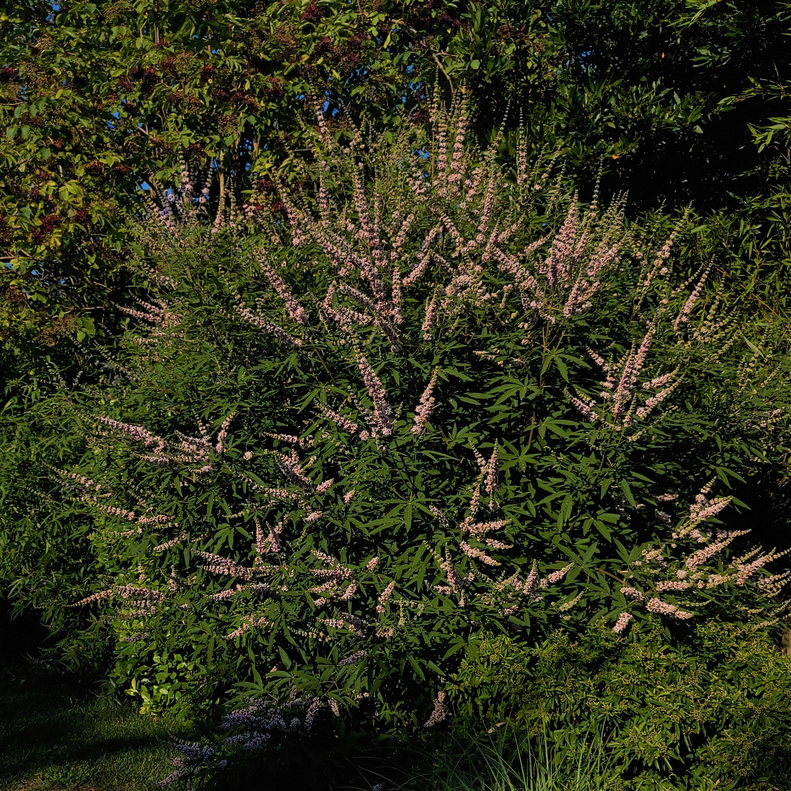 VITEX AGNUS CASTUS ROSEA